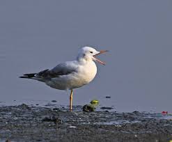 Image result for Chroicocephalus genei