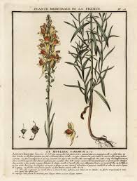 Attēlu rezultāti vaicājumam “Linaria vulgaris leaf”