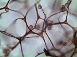 Attēlu rezultāti vaicājumam “Symphytocarpus impexus”