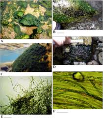 Attēlu rezultāti vaicājumam “Lycogala botrydium young”