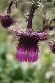 Attēlu rezultāti vaicājumam “Cinclidium stygium macro”