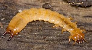Attēlu rezultāti vaicājumam “Pyrochroidae larva”