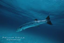 Image result for Sphyraena barracuda
