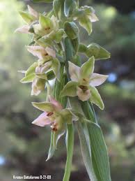 Attēlu rezultāti vaicājumam “Epipactis helleborine fruit”
