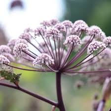 Attēlu rezultāti vaicājumam “Angelica sylvestris flower”