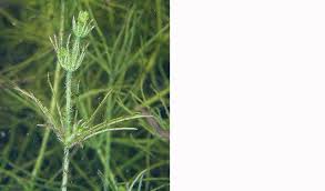 Attēlu rezultāti vaicājumam “Chara hispida”