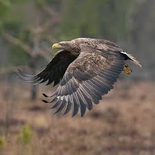 Attēlu rezultāti vaicājumam “Haliaeetus albicilla adult”