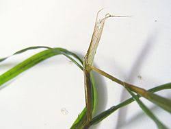 Attēlu rezultāti vaicājumam “Potamogeton compressus”