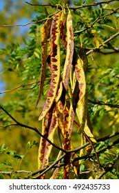 Attēlu rezultāti vaicājumam “Gleditsia triacanthos fruit”