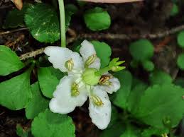 Attēlu rezultāti vaicājumam “Moneses uniflora leaf”
