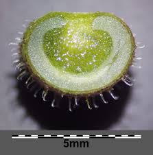 Attēlu rezultāti vaicājumam “Galium aparine fruit”