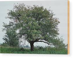 Attēlu rezultāti vaicājumam “Malus sylvestris”