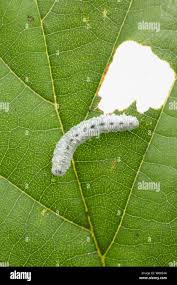 Attēlu rezultāti vaicājumam “Eriocampa ovata larva”