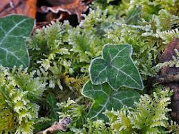 Attēlu rezultāti vaicājumam “Thuidium tamariscinum”