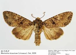 Attēlu rezultāti vaicājumam “Mamestra brassicae”