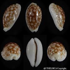 Attēlu rezultāti vaicājumam “Cribraria sp.”