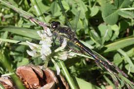 Attēlu rezultāti vaicājumam “Leucorrhinia dubia”