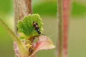 Attēlu rezultāti vaicājumam “Anthocomus fasciatus”