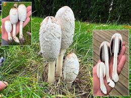 Attēlu rezultāti vaicājumam “Coprinus comatus”