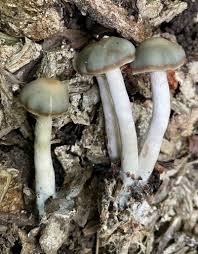 Attēlu rezultāti vaicājumam “Psilocybe sp.”