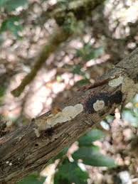 Attēlu rezultāti vaicājumam “Phlebia rufa”