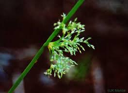 Attēlu rezultāti vaicājumam “Juncus conglomeratus fruit”