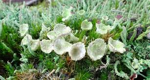 Attēlu rezultāti vaicājumam “Cladonia fimbriata”