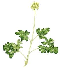 Attēlu rezultāti vaicājumam “Adoxa moschatellina”