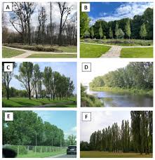 Attēlu rezultāti vaicājumam “Populus x petrowskyana”