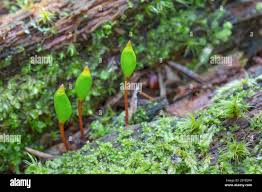 Attēlu rezultāti vaicājumam “Buxbaumia aphylla sporophyte”