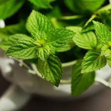 Image result for Mentha piperita