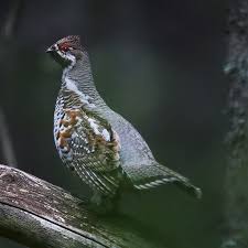 Attēlu rezultāti vaicājumam “Bonasa bonasia eggs”