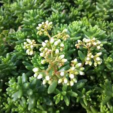 Image result for Sedum album `Coral Carpet`