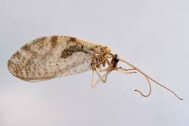 Attēlu rezultāti vaicājumam “Hemerobius perelegans”