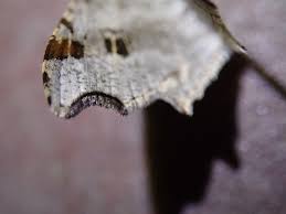 Attēlu rezultāti vaicājumam “Macaria alternata”