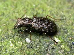 Attēlu rezultāti vaicājumam “Elaphrus cupreus”