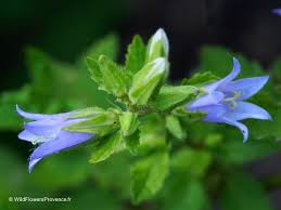 Attēlu rezultāti vaicājumam “Campanula trachelium flower”