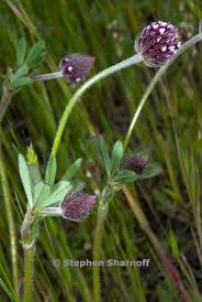 Attēlu rezultāti vaicājumam “Trifolium alpestre leaf”