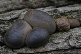 Attēlu rezultāti vaicājumam “Lycogala flavofuscum sessile”