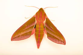 Attēlu rezultāti vaicājumam “Deilephila elpenor”