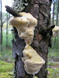 Attēlu rezultāti vaicājumam “Diplomitoporus flavescens”