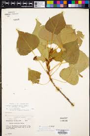 Attēlu rezultāti vaicājumam “Populus x canadensis”