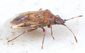 Attēlu rezultāti vaicājumam “Kleidocerys resedae”