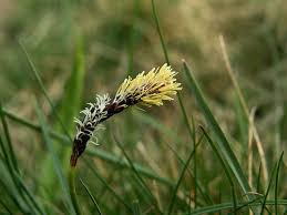 Attēlu rezultāti vaicājumam “Carex ericetorum”