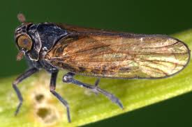 Attēlu rezultāti vaicājumam “Javesella pellucida”