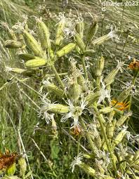 Attēlu rezultāti vaicājumam “Silene chlorantha”