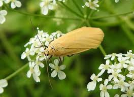 Attēlu rezultāti vaicājumam “Eilema sororcula”