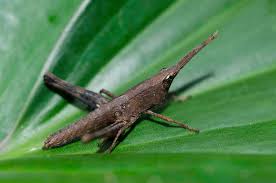 Attēlu rezultāti vaicājumam “Acrididae”