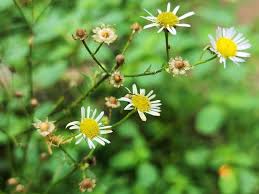 Attēlu rezultāti vaicājumam “Erigeron annuus leaf”