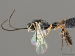 Attēlu rezultāti vaicājumam “Diderma simplex sessile”